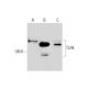 TLR4 Antibody (76B357.1) - Western Blotting - Image 129666