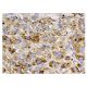 TLR4 Antibody (HTA125) - Immunohistochemistry - Image 156502