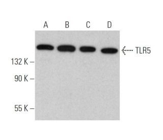 TLR5 Antibody (C7) - Western Blotting - Image 374580