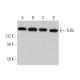 TLR5 Antibody (C7) - Western Blotting - Image 374580