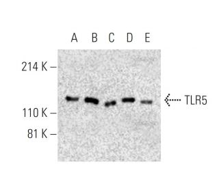 TLR5 Antibody (H-11) - Western Blotting - Image 395949