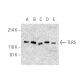 TLR5 Antibody (H-11) - Western Blotting - Image 395949