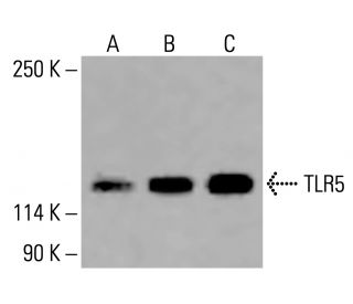TLR5 Antibody (H-11) - Western Blotting - Image 416146Each CRISPR/Cas9 Knockout (KO) Plasmid product consists of a pool of 3 plasmids designed to ensure identification and cleavage of a specific gene for maximum knockout efficiency. Each plasmid encodes a unique 20 nt sequence derived from the GeCKO (v2) library.