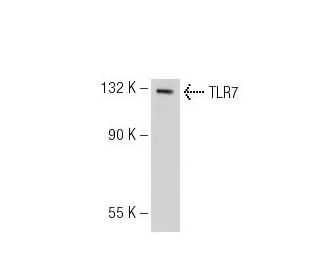 TLR7 Antibody (4F4) - Western Blotting - Image 125825Each CRISPR/Cas9 Knockout (KO) Plasmid product consists of a pool of 3 plasmids designed to ensure identification and cleavage of a specific gene for maximum knockout efficiency. Each plasmid encodes a unique 20 nt sequence derived from the GeCKO (v2) library.