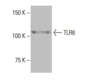 TLR8 Antibody (9A6) - Western Blotting - Image 65078 