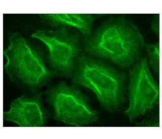 TLR8 Antibody (D-8) - Immunofluorescence - Image 151136 