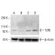 TLR9 Antibody (26C593) - Western Blotting - Image 412580
