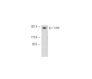 TLR9 Antibody (5G5) - Western Blotting - Image 11051