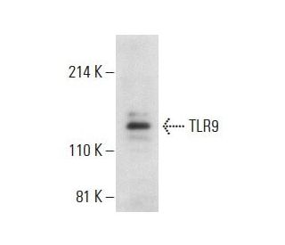 TLR9 Antibody (E-9) - Western Blotting - Image 397679