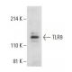 TLR9 Antibody (E-9) - Western Blotting - Image 397679