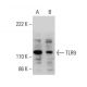 TLR9 Antibody (F-3) - Western Blotting - Image 377906 