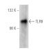TLR9 Antibody (F-3) - Western Blotting - Image 388940 