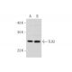 TLX2 Antibody (D-12) - Western Blotting - Image 318049 
