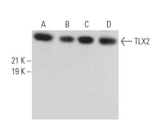 TLX2 Antibody (D-12) - Western Blotting - Image 372054 