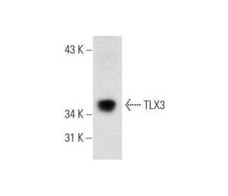 TLX3 Antibody (34-L) - Western Blotting - Image 70329 