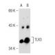 TLX3 Antibody (34-L) - Western Blotting - Image 125803