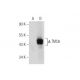 TMC6 Antibody (H-10) - Western Blotting - Image 157821