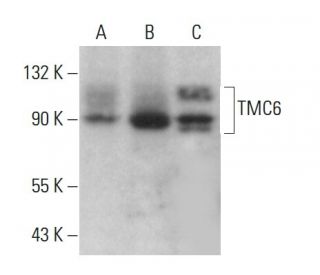TMC6 Antibody (H-10) - Western Blotting - Image 376238 