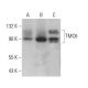 TMC6 Antibody (H-10) - Western Blotting - Image 376238 