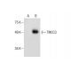 TMCC3 Antibody (F-2) - Western Blotting - Image 287210