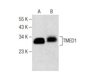 TMED1 Antibody (F-9) - Western Blotting - Image 283484 