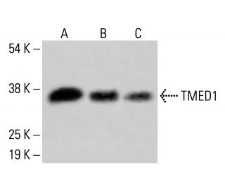TMED1 Antibody (F-9) - Western Blotting - Image 414958 