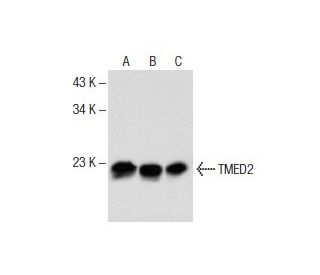 TMED2 Antibody (A-8) - Western Blotting - Image 151757 