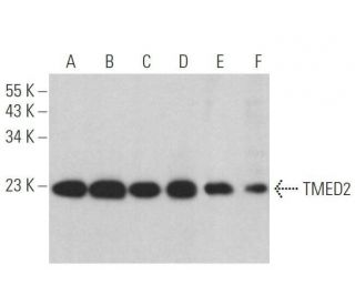 TMED2 Antibody (E-12) - Western Blotting - Image 358921 