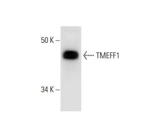 TMEFF1 Antibody (H-11) - Western Blotting - Image 291883