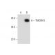 TMEM43 Antibody (F-3) - Western Blotting - Image 137695