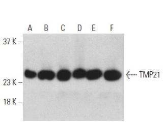 TMP21 Antibody (A-7) - Western Blotting - Image 398897 