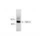 TMTC3 Antibody (G-9) - Western Blotting - Image 301432