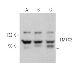 TMTC3 Antibody (G-9) - Western Blotting - Image 376240 