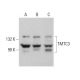 TMTC3 Antibody (G-9) - Western Blotting - Image 376240 