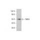 TMX3 Antibody (G-5) - Western Blotting - Image 384377