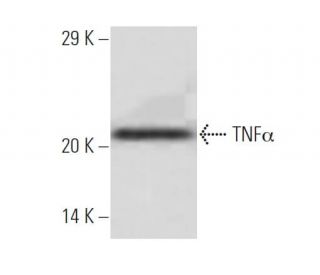 TNF alpha Antibody (4E1) - Western Blotting - Image 136775
