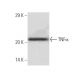 TNF alpha Antibody (4E1) - Western Blotting - Image 136775