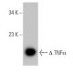 TNF alpha Antibody (E-4) - Western Blotting - Image 50667 