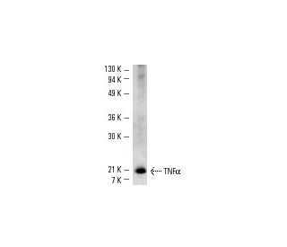 TNF alpha Antibody (TN3-19.12) - Western Blotting - Image 2581Each CRISPR/Cas9 Knockout (KO) Plasmid product consists of a pool of 3 plasmids designed to ensure identification and cleavage of a specific gene for maximum knockout efficiency. Each plasmid encodes a unique 20 nt sequence derived from the GeCKO (v2) library. 