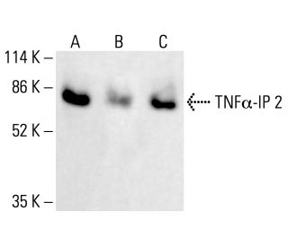 TNFα-IP 2 Antibody (F-6) - Western Blotting - Image 412502