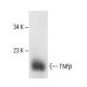 TNFβ Antibody (359-81-11) - Western Blotting - Image 11641
