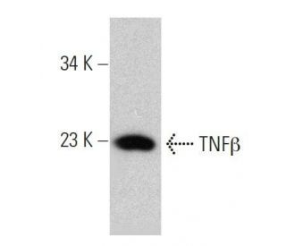 TNF&beta; Antibody (D-10) - Western Blotting - Image 359403 