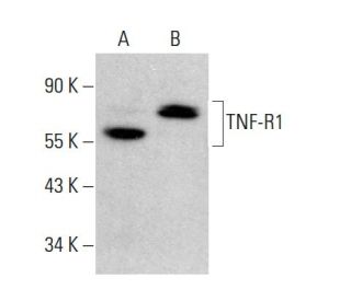 TNF-R1 Antibody (E-11) - Western Blotting - Image 376967 