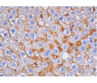 TNF-R1 Antibody (G-2) - Immunohistochemistry - Image 355364 