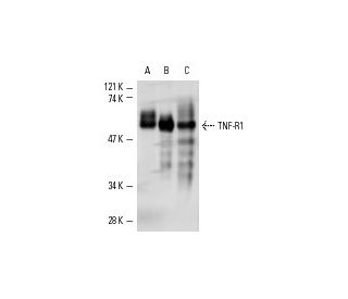 TNF-R1 Antibody (H-5) - Western Blotting - Image 2857 