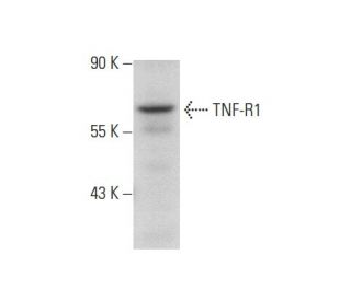 TNF-R1 Antibody (H398) - Western Blotting - Image 59812