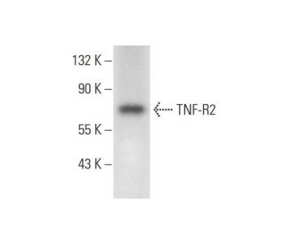 TNF-R2 Antibody (F-3) - Western Blotting - Image 296985