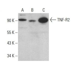 TNF-R2 Antibody (F-3) - Western Blotting - Image 381360