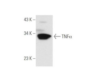 TNF alpha Antibody (52B83) - Western Blotting - Image 58216 