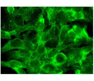 TNF alpha Antibody (C-4) - Immunofluorescence - Image 297320 